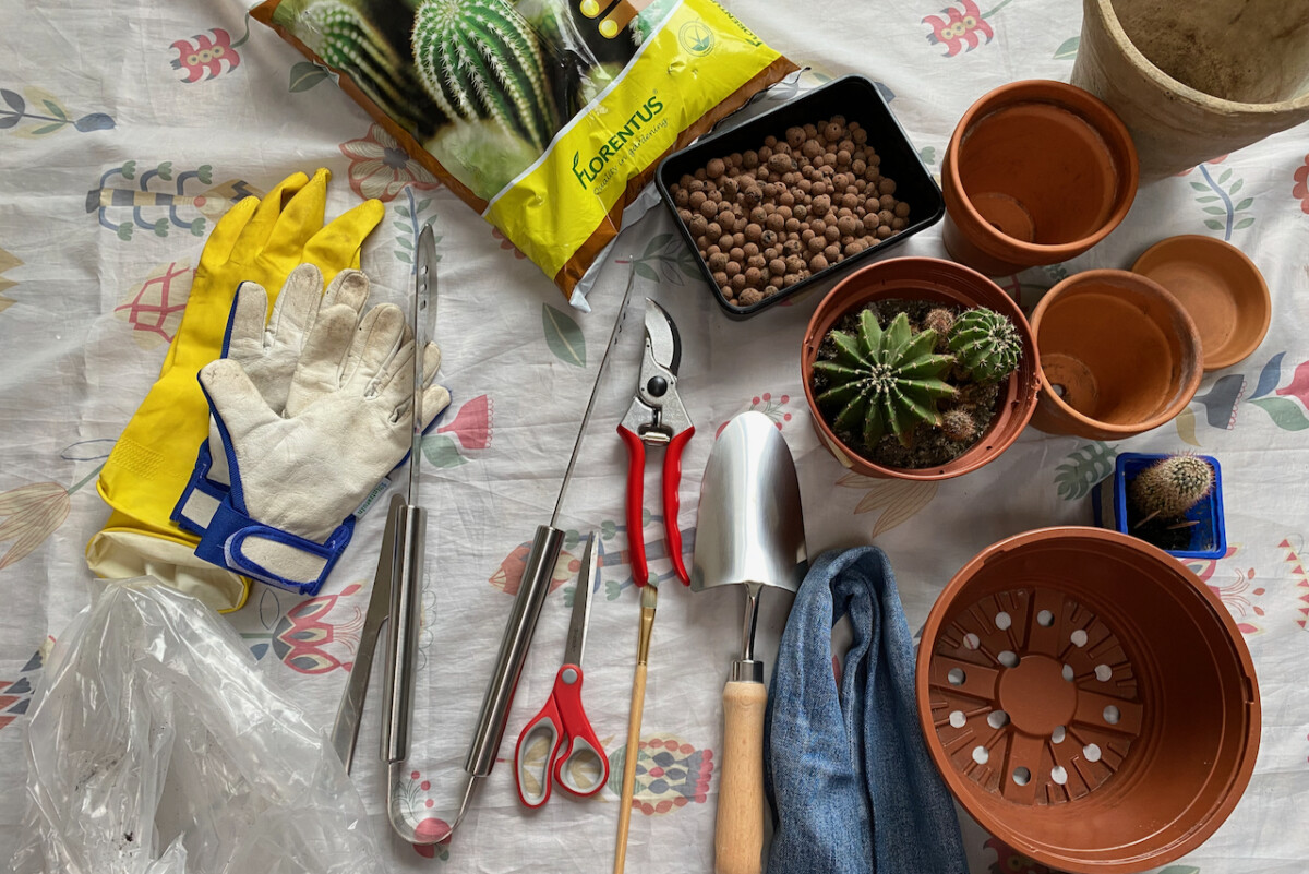Collection of tools for repotting cacti