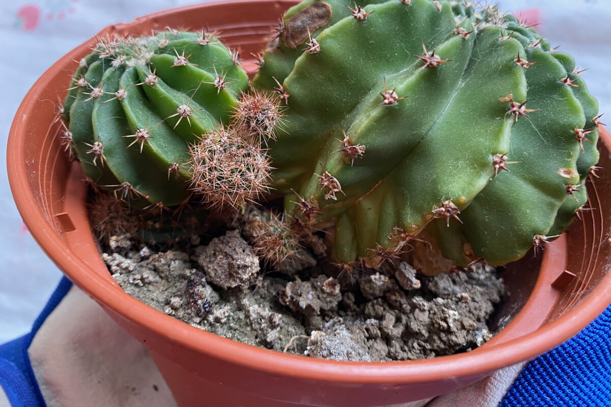 Potted cactus that needs new soil. 