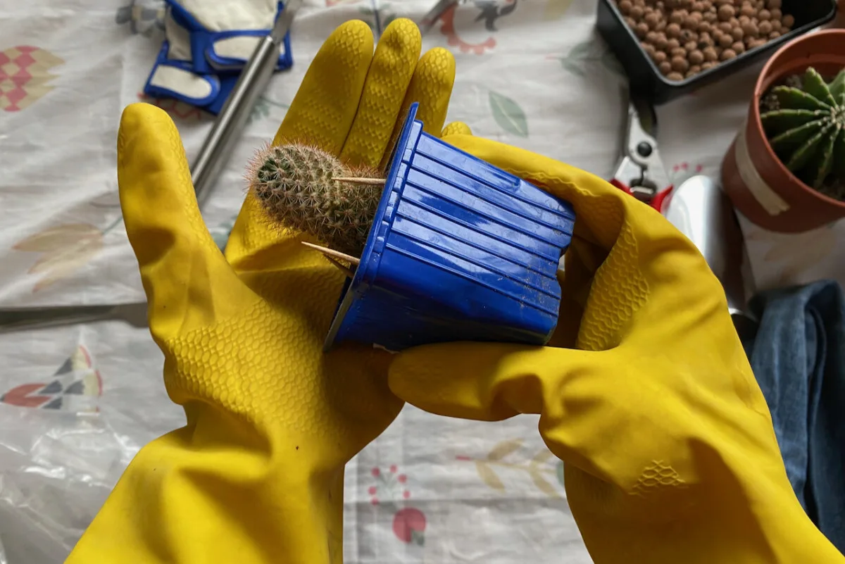 Hands with rubber dishwashing gloves to repot cactus. 