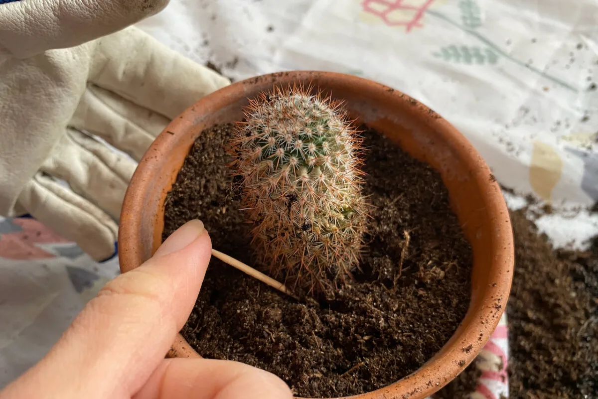 Using toothpicks to support newly potted cactus.