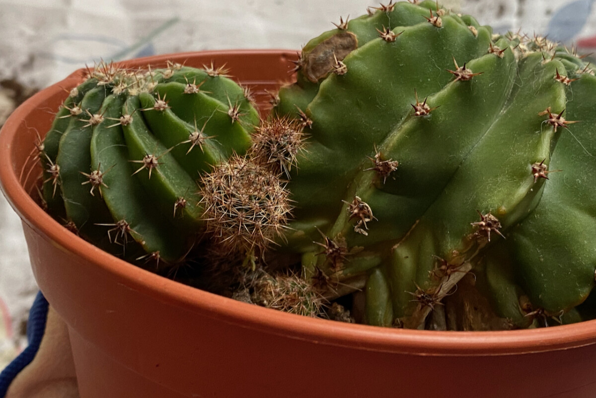 Close up of a cactus in a pot. 