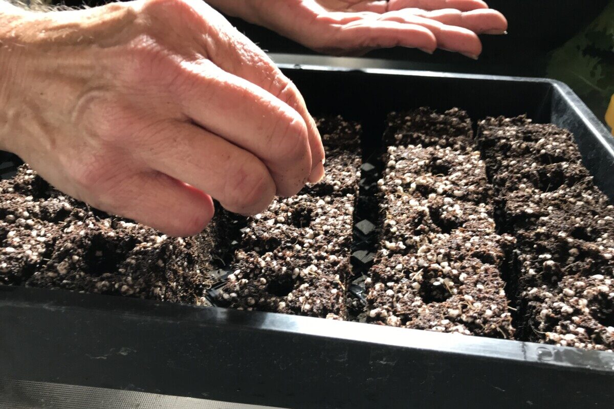 Woman's hand dropping seeds into hole in soil block