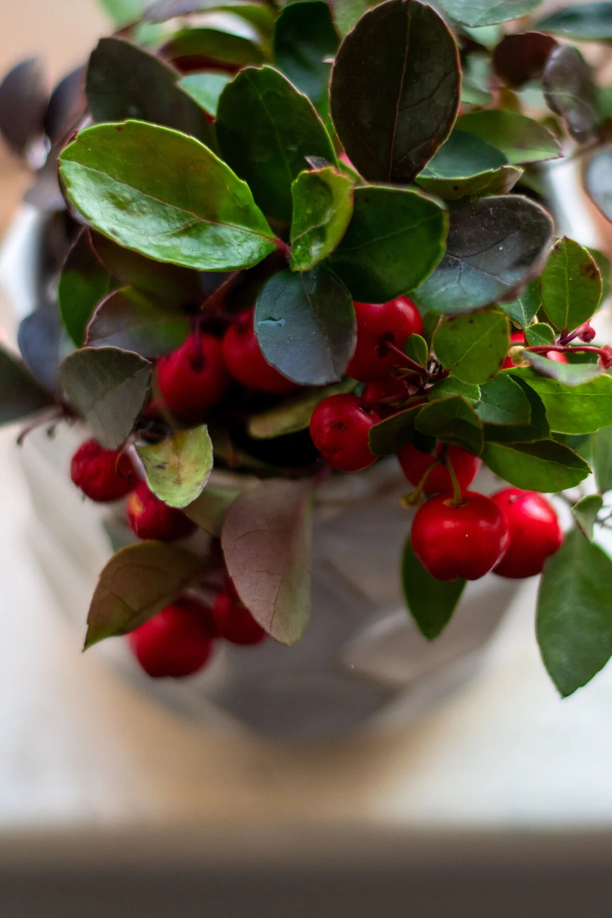 Close up of a potted wintergreen plant