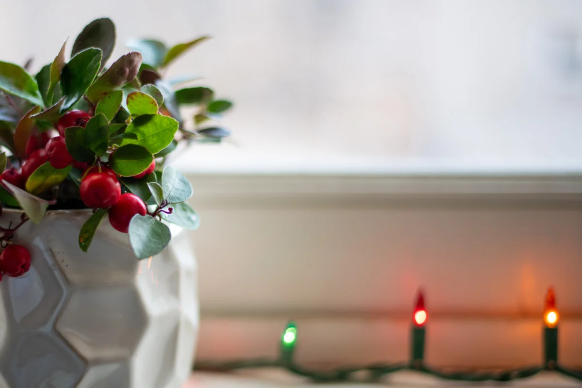 Potted wintergreen plant on windowsill, soft focus Christmas lights in the background