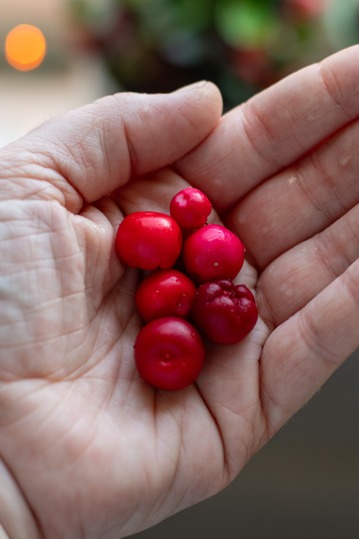 close up of a woman's hand holding wintergreen berries.