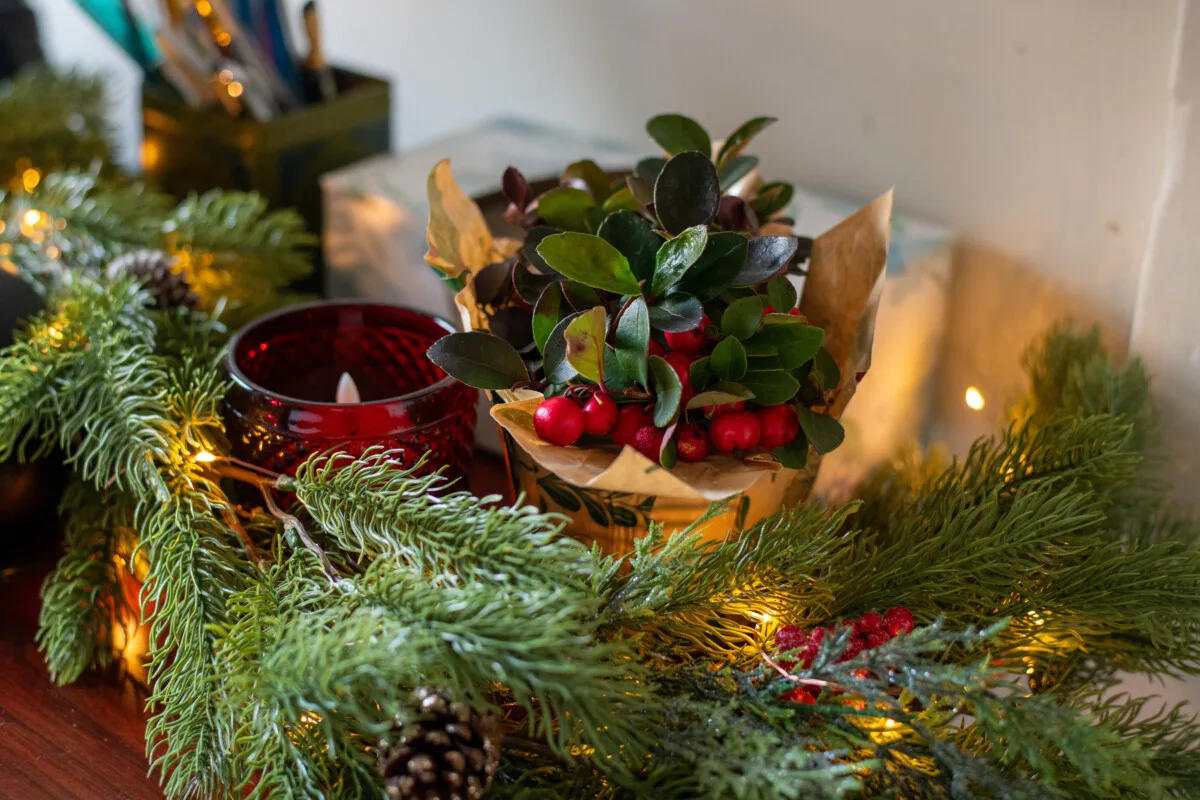 Potted wintergreen on a desk with lighted evergreen Christmas decorationsl.