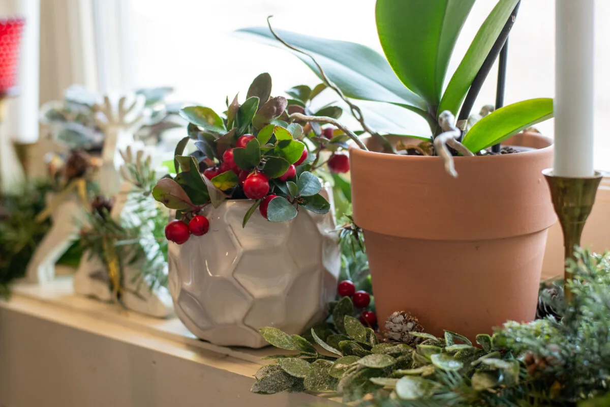 Potted wintergreen plant in a kitchen window decorated for Christmas