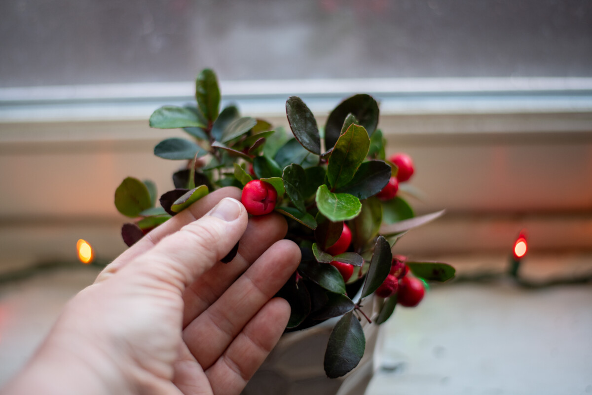 Woman's hand holding a wintergreen berry on a wintergreen plant