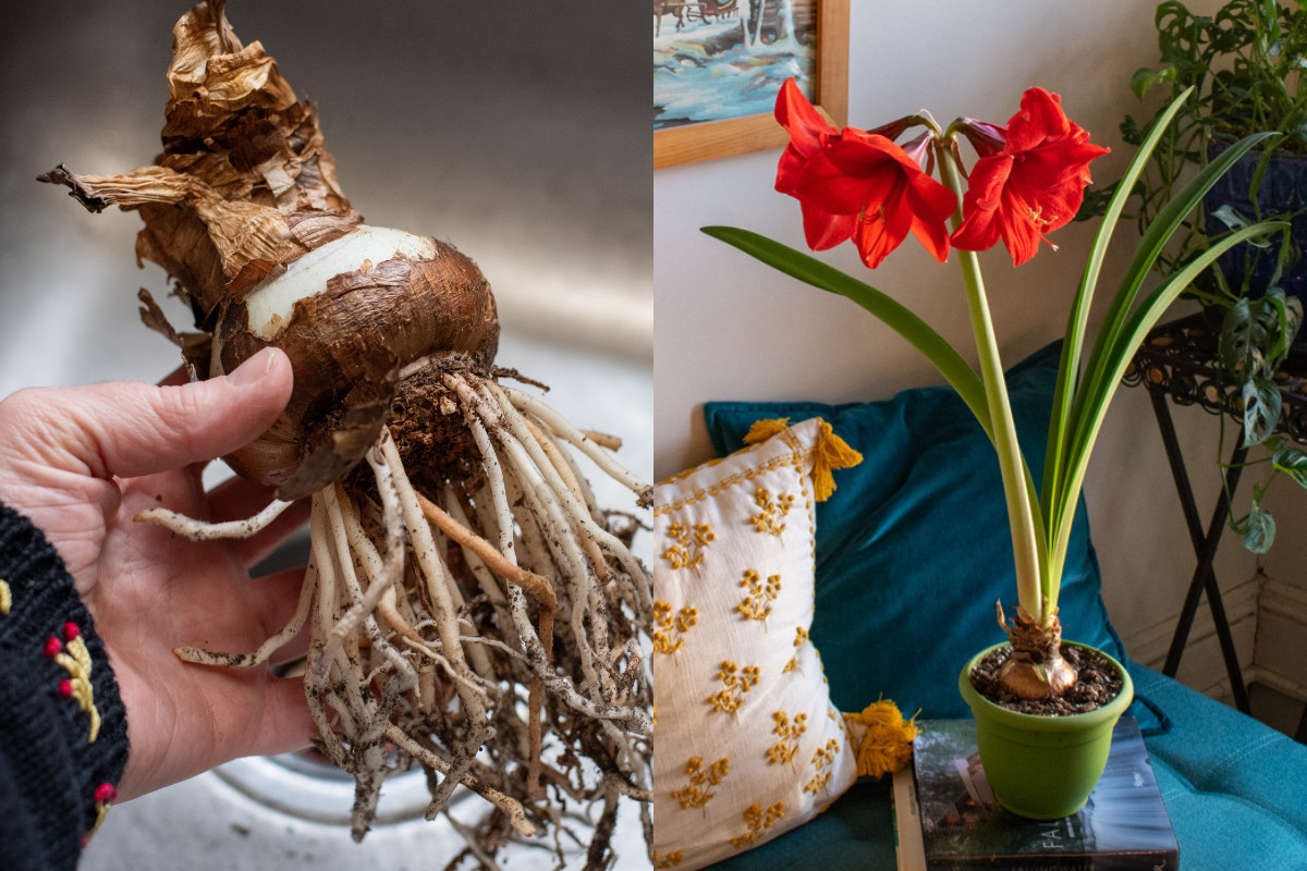 Woman's hand holding amaryllis bulb with lots of roots, blooming amaryllis on a bench