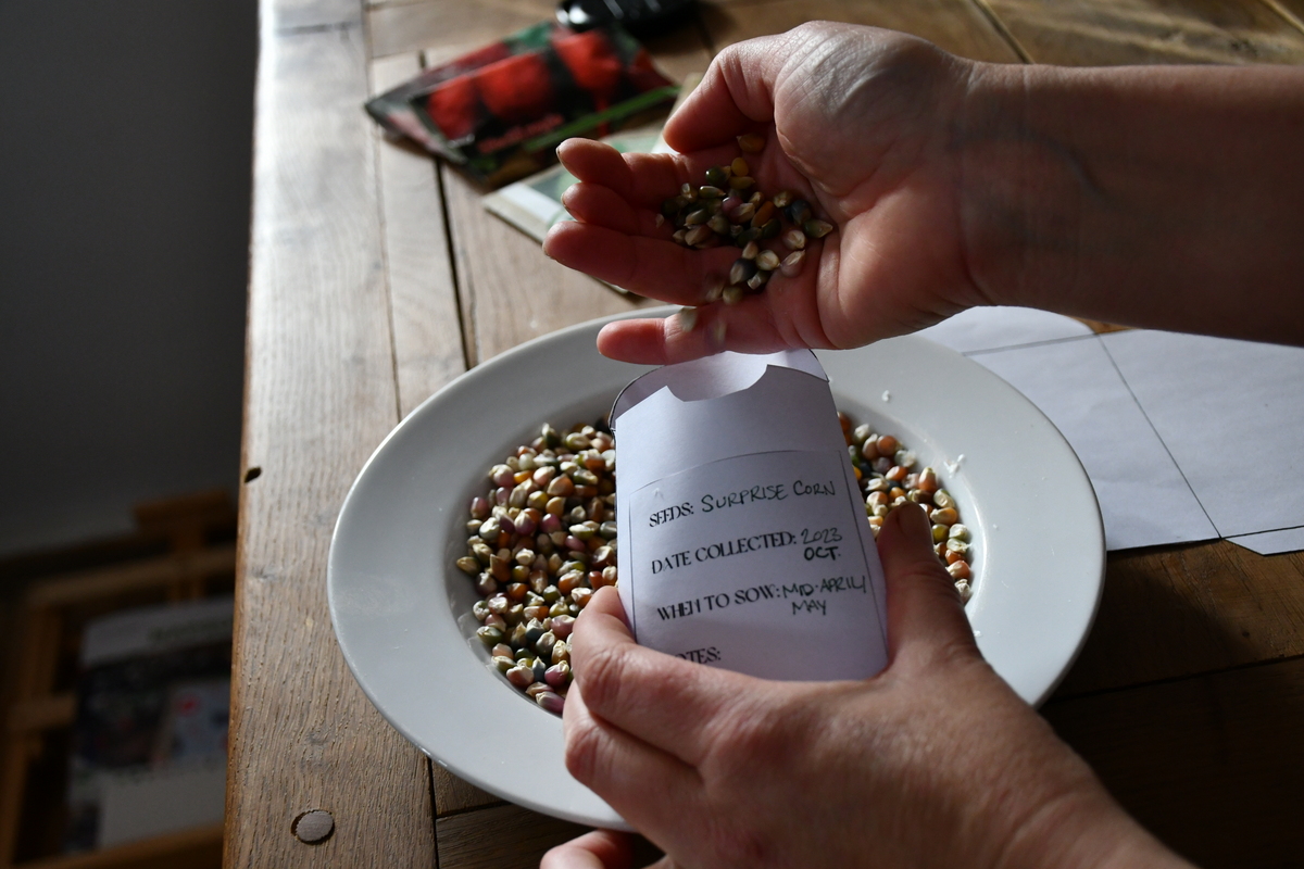 Woman's hands filling seed packets with corn