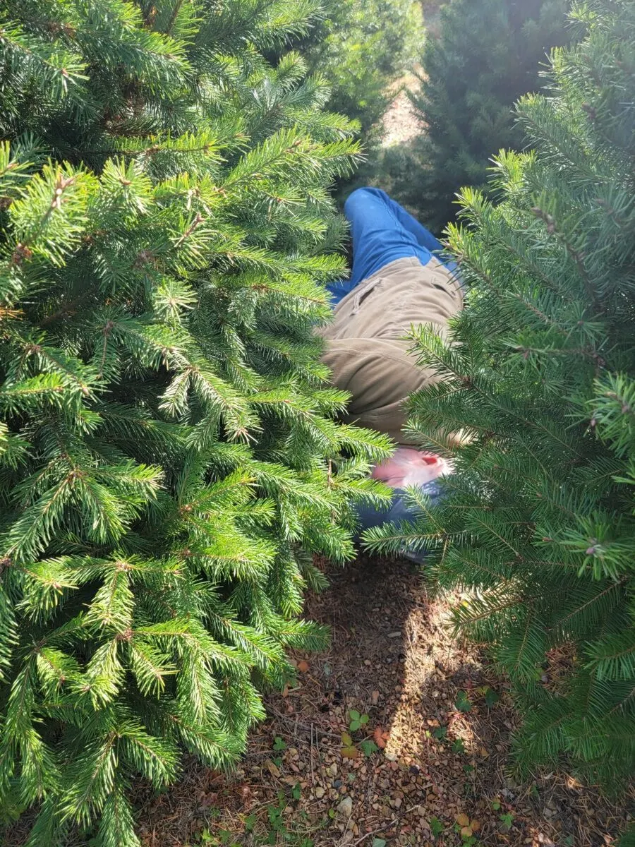 Man cutting down a Christmas tree