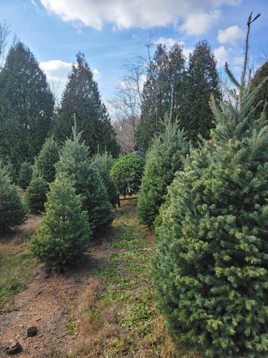 Man pulling a freshly cut Christmas tree on a cart at a Christmas tree farm