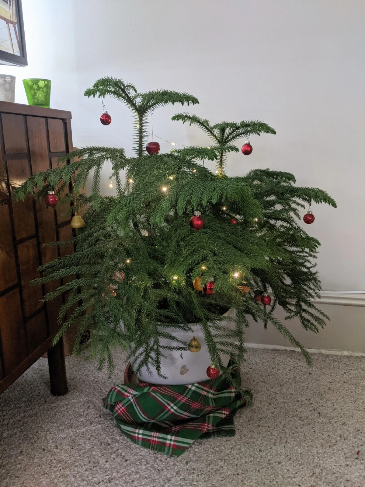Norfolk Island Pine decorated for Christmas