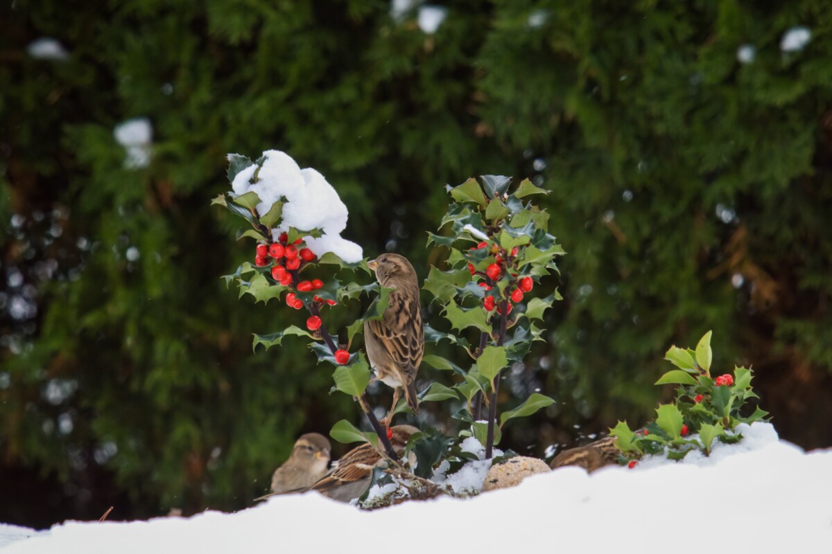 Sparrows on a snow-covered holly branch. 