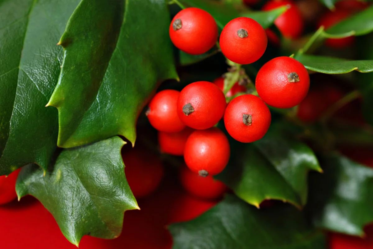 Bright red holly berries