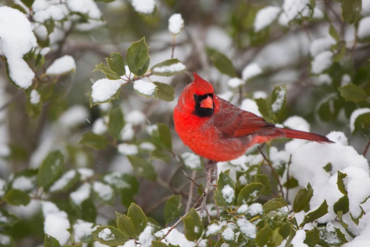 Male cardinal in a holly bush.