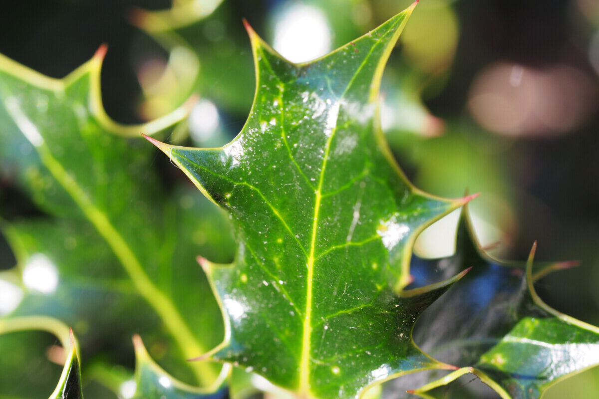 Close up spiky holly leaves