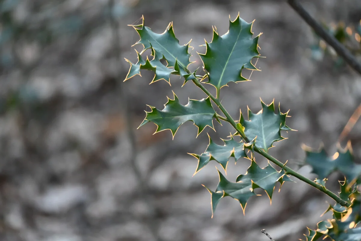 Spiky holly leaves on a branch