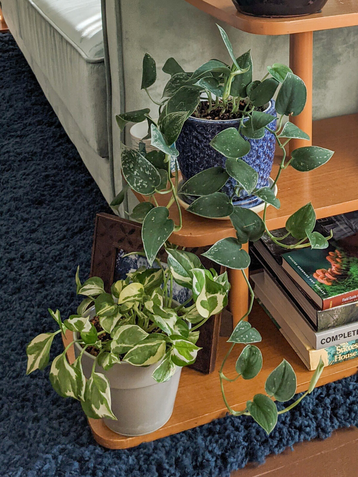 Two pothos on a table