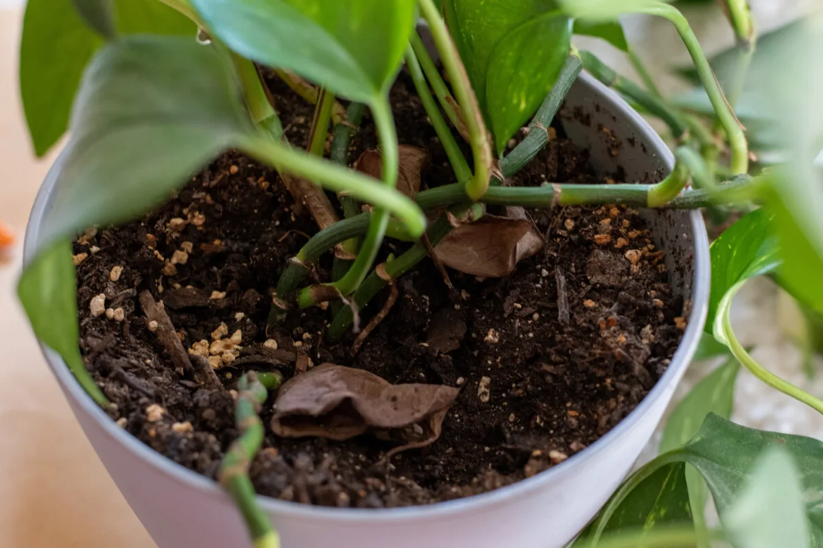Base of pothos plant with four stems