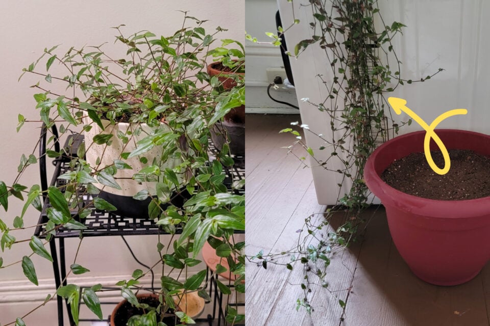 How I Fix Leggy Houseplants - Get Bushier Plants by Breaking This