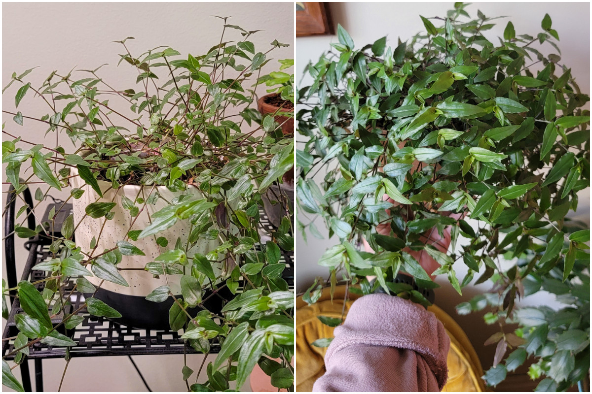 Two photos, leggy Tahitian Bridal Veil plant and same plant after it has been cut hard and grown back in. 