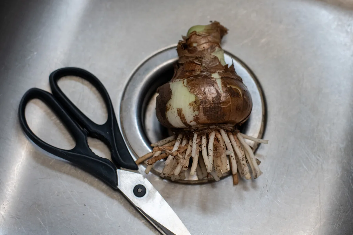 Cleaned up amaryllis bulb in kitchen sink with scissors.