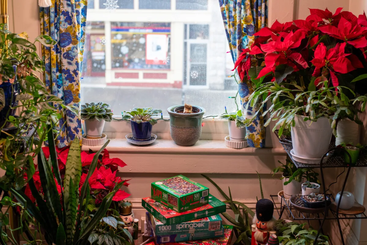 Window surrounded by plants and Christmas decorations, amaryllis on windowsill