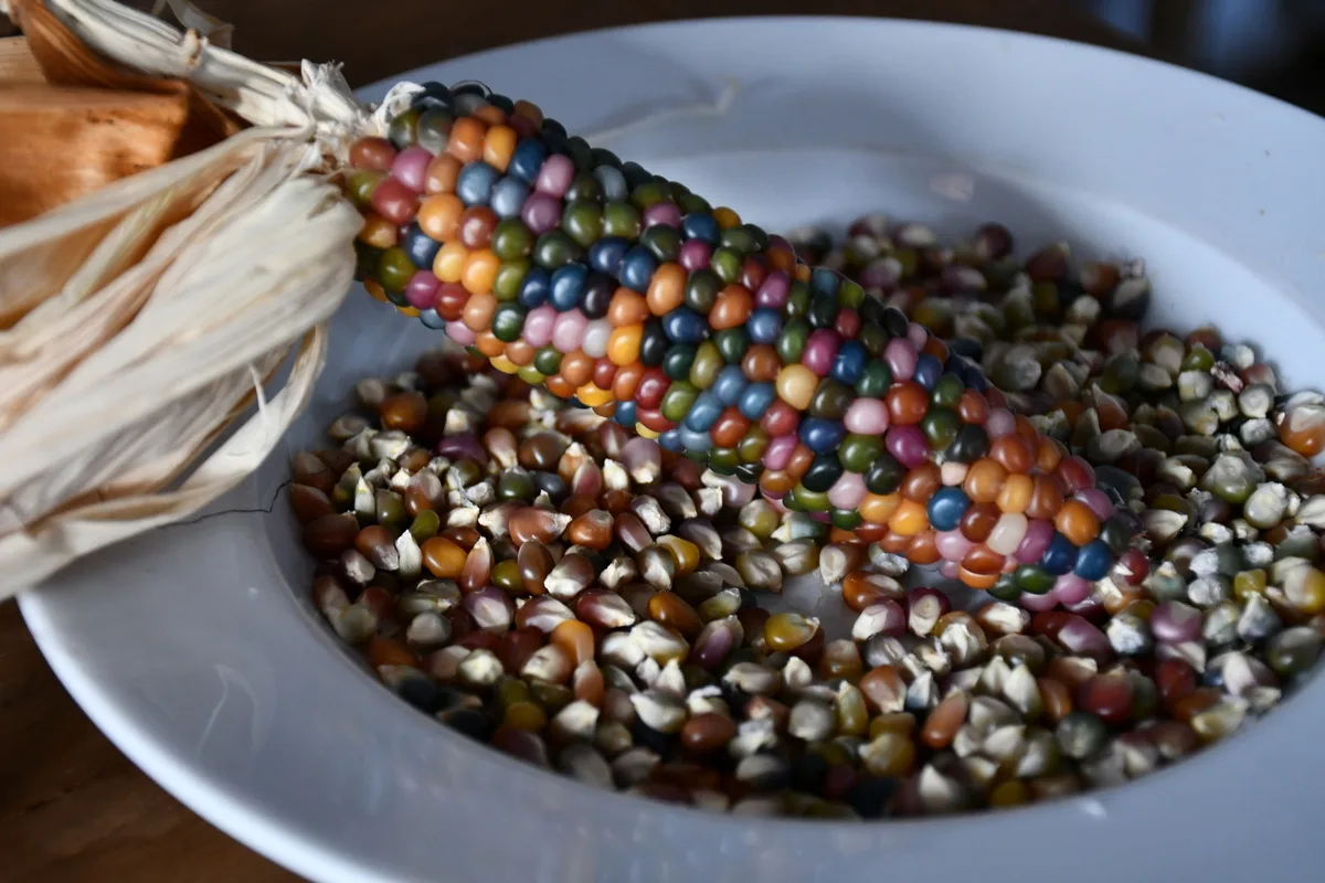 Beautiful multicolored corn