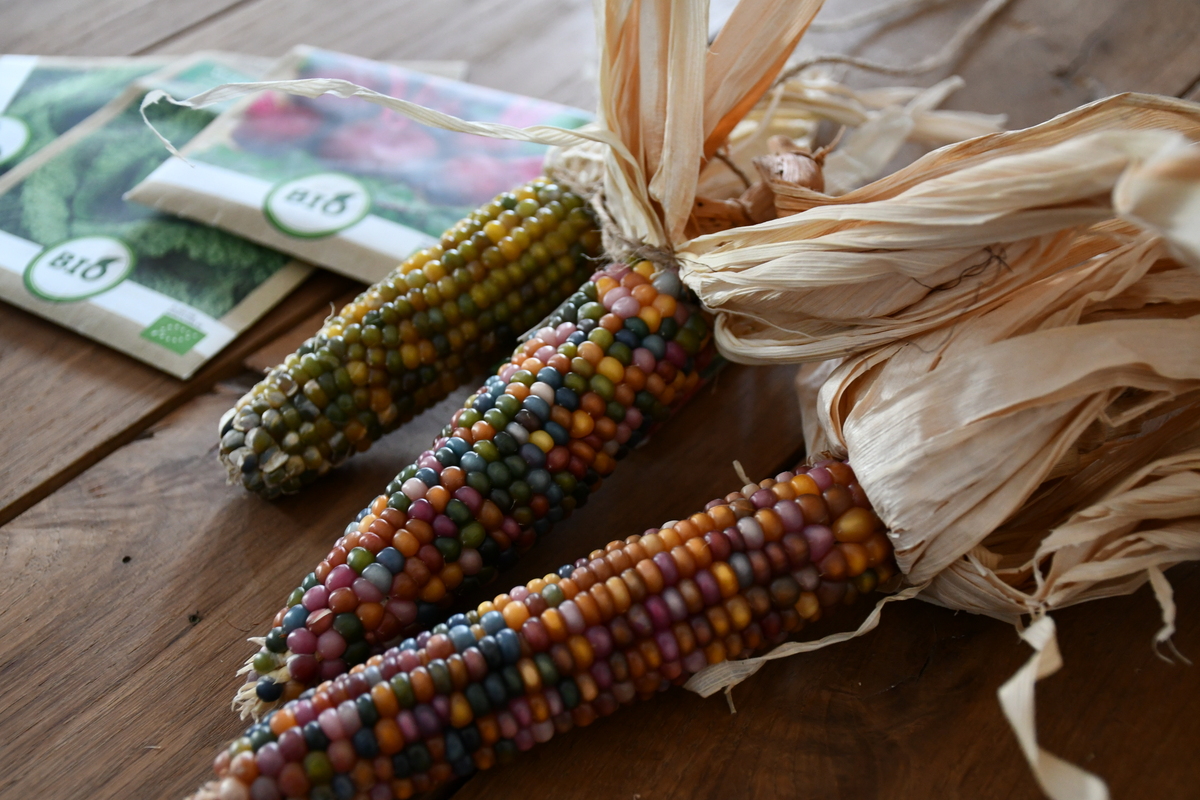 Colorful ears of corn.