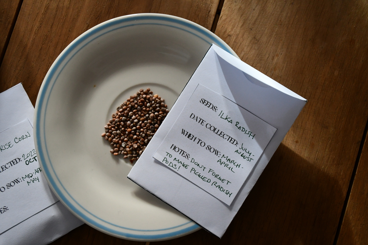 DIY seed packet on a plate of radish seeds