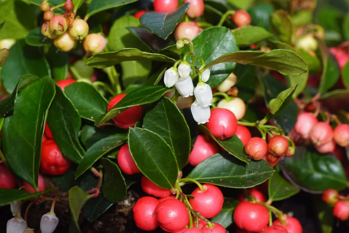 Wintergreen berries and flowers.