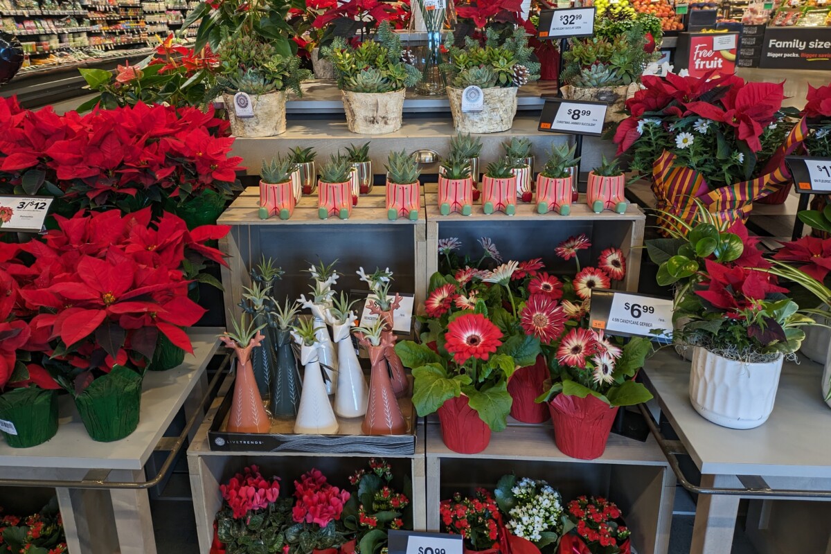 Grocery store display of holiday plants for sale.