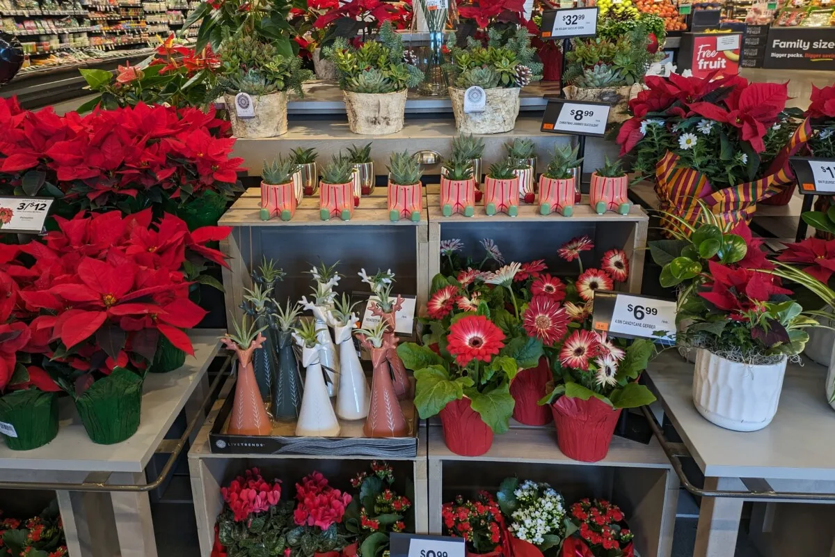 Grocery store display of holiday plants for sale.