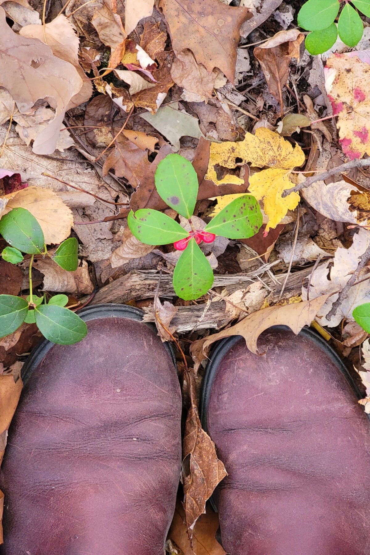 Wild wintergreen plant growing on forest floor, woman's boots in the picture