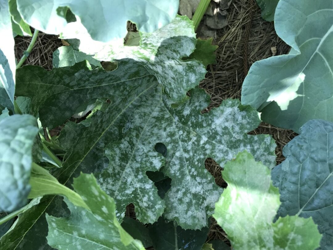 My Foolproof Powdery Mildew Remedy That Works In Two Weeks