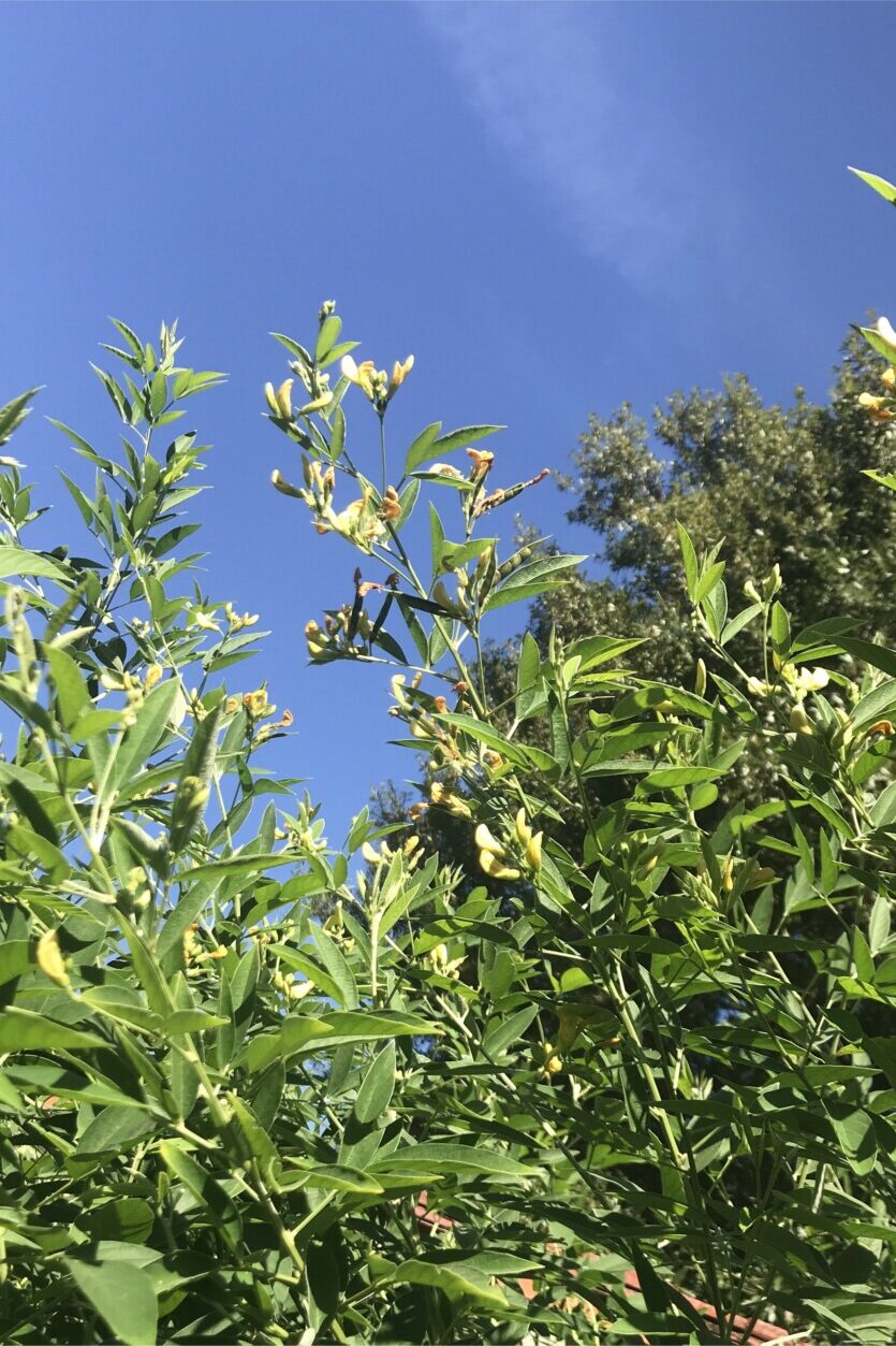 Pigeon pea plant with sky in background