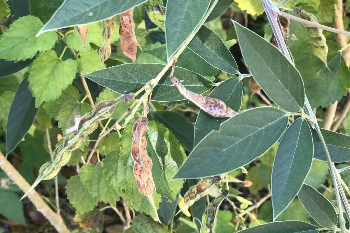 pigeon peas growing