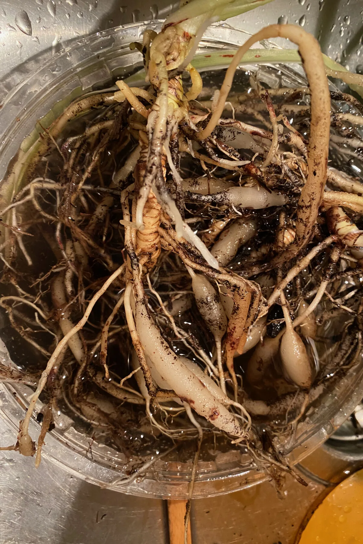 Potting-soil-smell-clean-roots.jpeg.webp