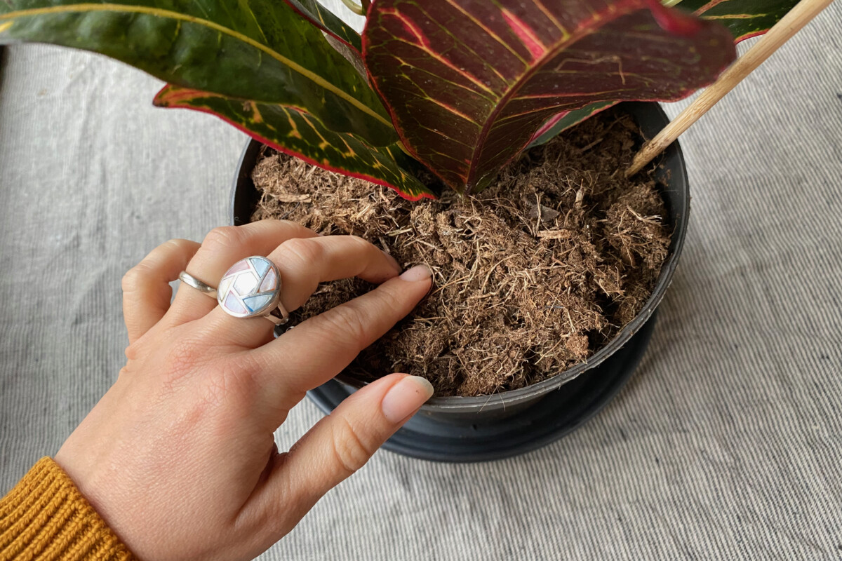 Woman's hand poking potting soil of a potted plant