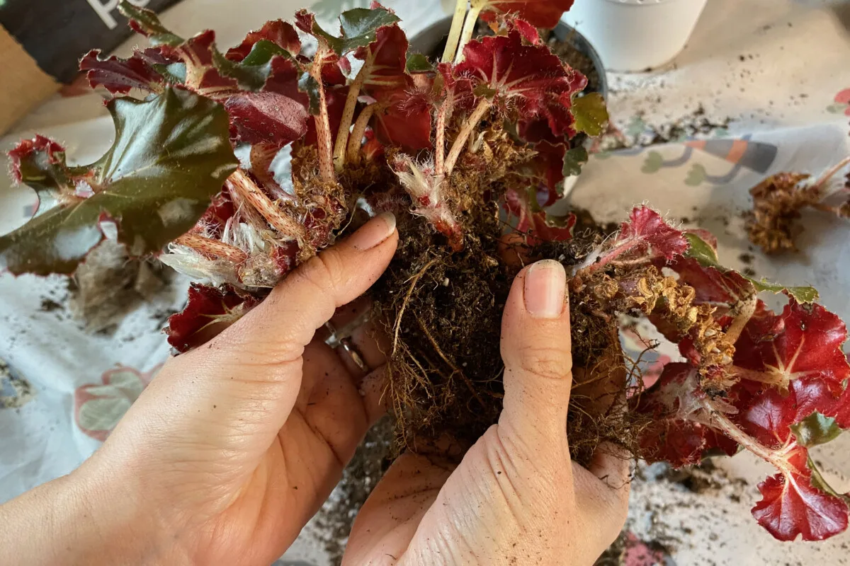 Woman's hands holding bare root plants
