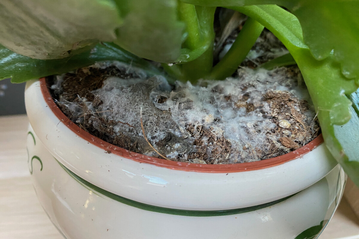 Close up of plant with moldy potting soil. 