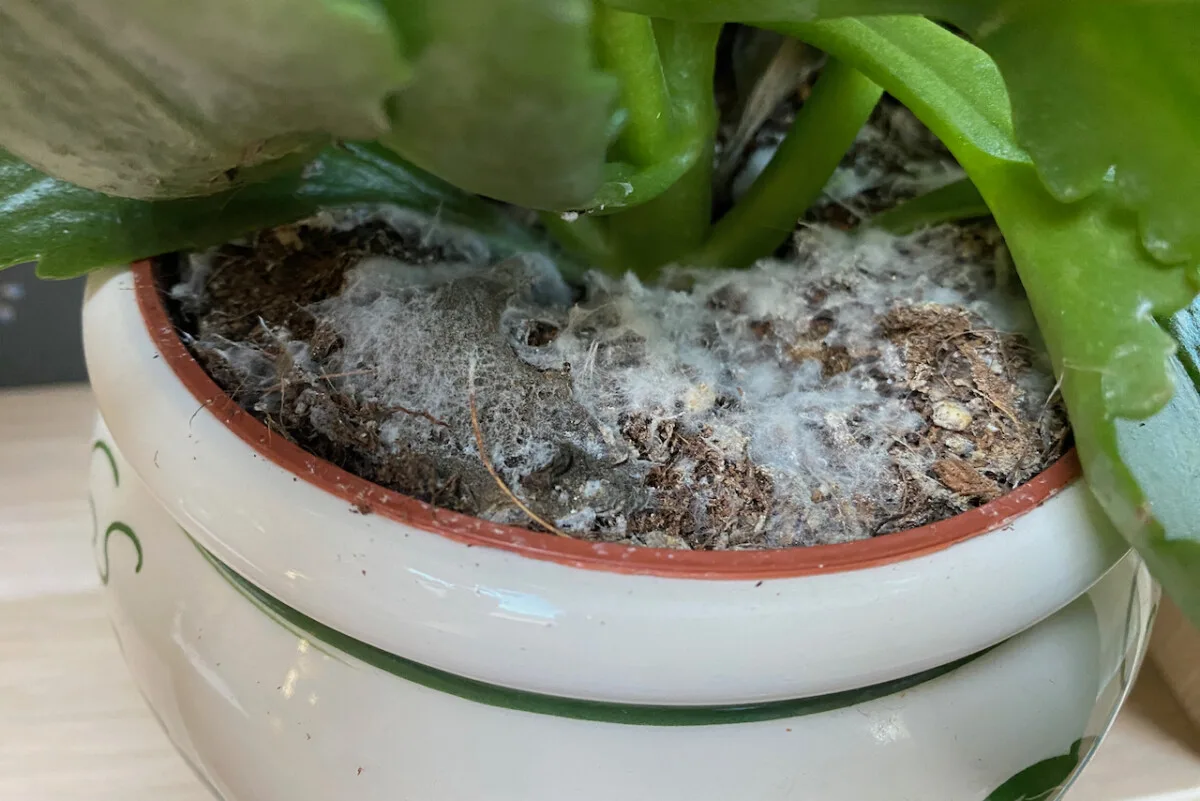 Close up of plant with moldy potting soil. 