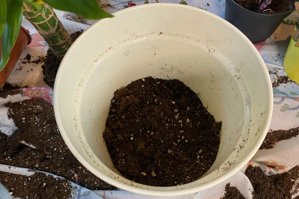Pot with soil in the bottom