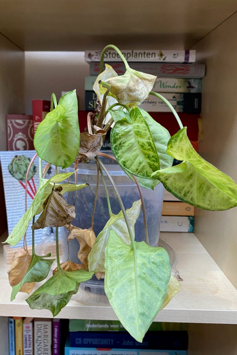 5 Times I Decided to Throw Away My Houseplants Without Feeling Guilty