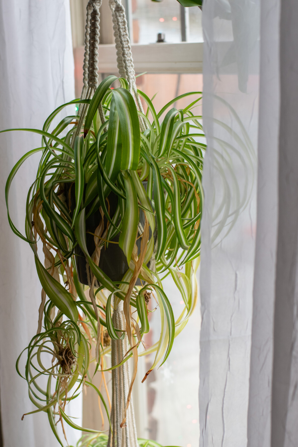 Shaggy spider plant hanging in a window