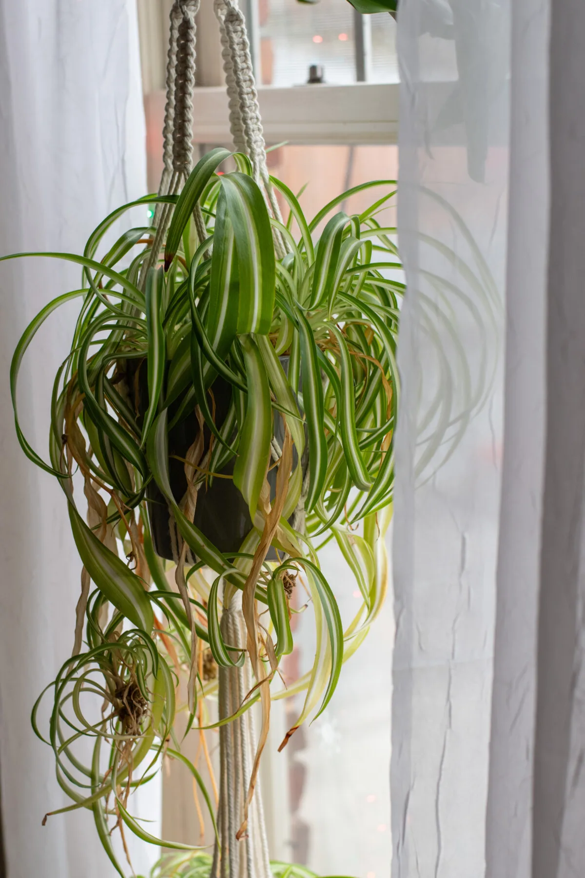 Shaggy spider plant hanging in a window