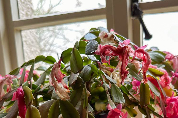 Several spent Christmas cactus flowers still attached to the plant. 