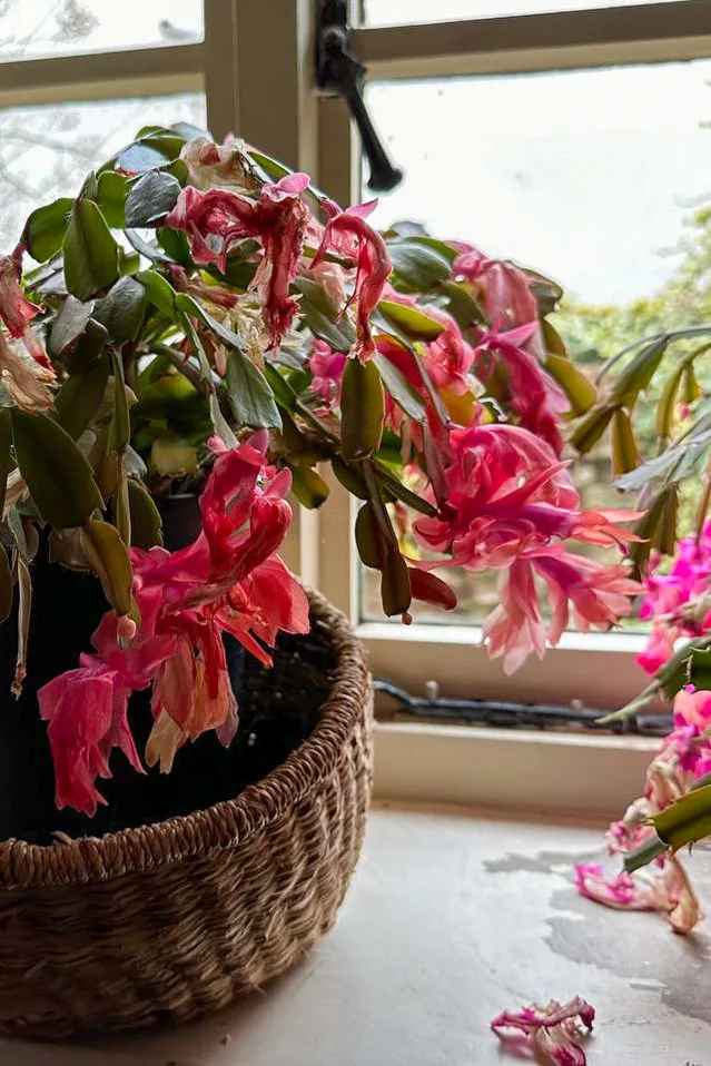 Christmas cactus after it has bloomed with dropped flowers 