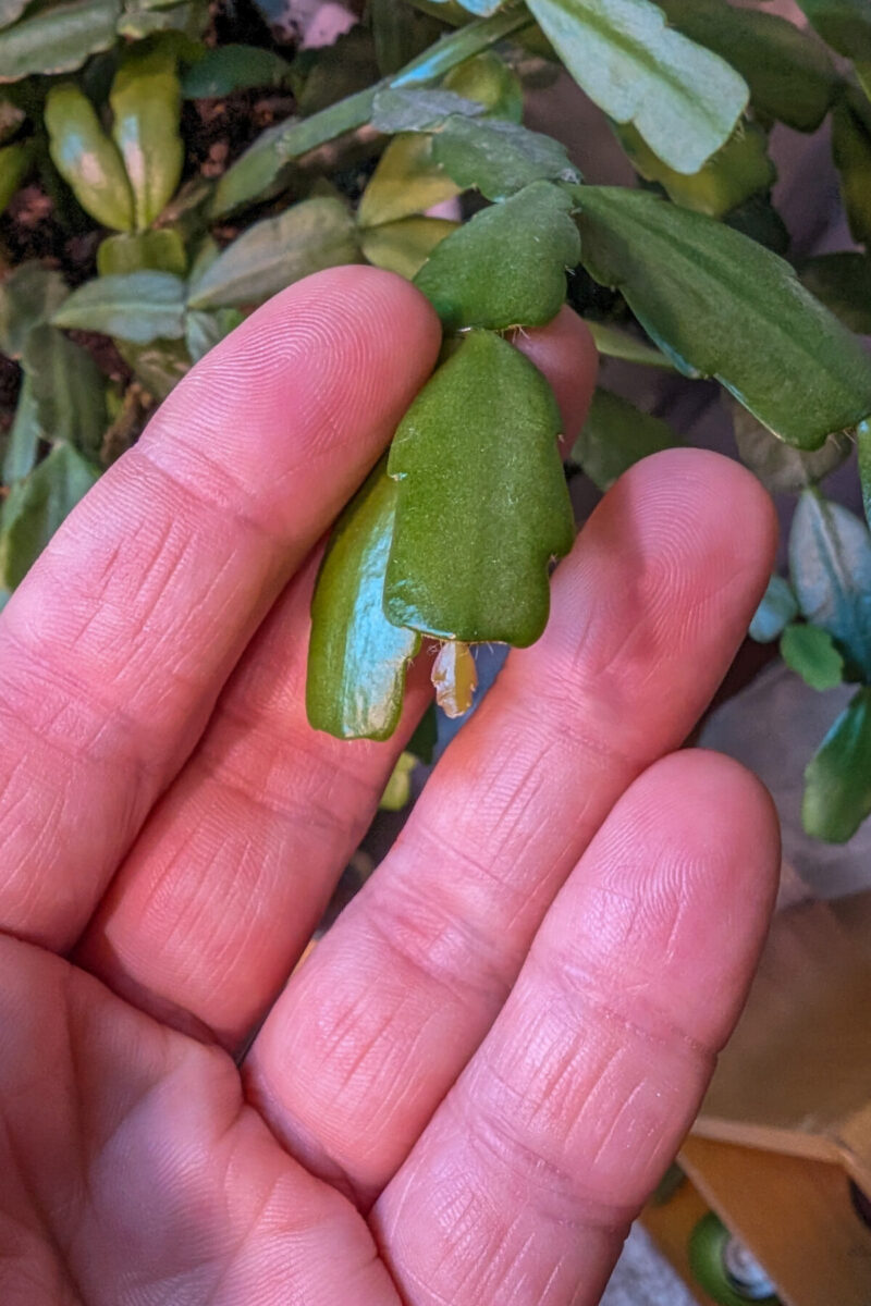 Always Do This After Your Christmas Cactus Blooms Fade + 3 Things Not to Do